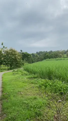 Sabtu gaullll🙆🏻‍♂️#Berkot #rxking #rxkingspekblayer #blayer135cc #sabtugaull #fyp 