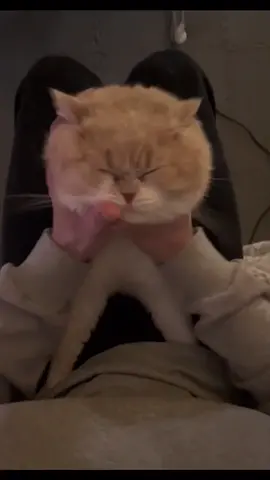 🤣🤣🤣A bachelor’s cat #pets #cat