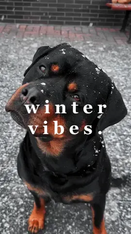 Ein kleiner Schneeweiler 🤍 #rottweiler #hunde #dogtok #rottweilerlove #hundeliebe #doglover #rottweiler❤️ #hundevideos #rottweilersoftiktok #aesthetic 