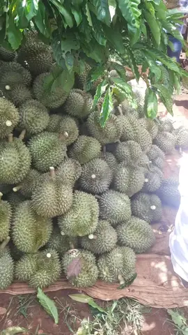 Cắt sầu riêng Dona tại vườn nhà 🥰 #sauriengdaklak  #hieu_sau_rieng_daklak #sauriengdona 