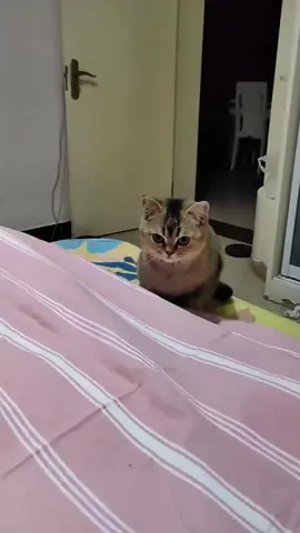 🤣😅#hahaha #hhhhhhh #cat #cats #cutepet #catcute #catsoftiktok #catsvideo #catlover #catstory #pet #cute #lovecat #fyp #fy #fypシ #foryou #foryoupage