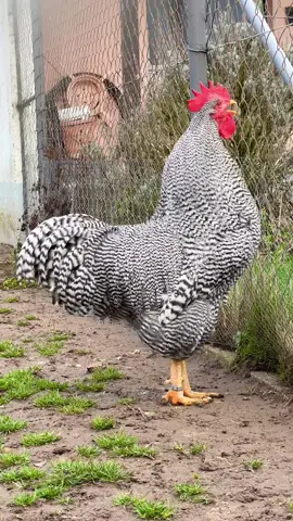 AMROCK ♥️🐓♥️ dieser schöne Amrock-Hahn, hat heute in der Nähe von Karlsruhe für meine Kamera gekräht. #amrocks #amrockrooster #amrockchicken #amrockhühner #rooster #roosters #roostercrowing #crowingrooster #hahn #gallo #hühner #hühnerzuchz #hühnerhaltung #gartenhühner #hühnersindtoll #backyardpoultry #backyardflock #backyardfarming 