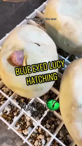 🐍I hope you all are having a great weekend! I will have a tricolor hognose egg update soon!🧪  👇🏼Stickers, tee shirts, snakes, and more👇🏼 👉🏼Shop: www.molinarosnakelab.com 👉🏼For more MSL follow us on YT and IG!  #GetCrackin #ballpythonbreeder #snakeshow #royalpythonbreeding #BEL #blueyedleucistic #leucistic #fyp #molinarosnakelab #blueeyedlucy #sawa #python #pytone #pyton #pisan #educator #Science #witchy #pokemon #unboxing #snakeguy #snakebreeding #ballpythonbreeding #foryou #royalpythonbreeding #reptiles #royals #texas #elpaso #worldfamous #viral 
