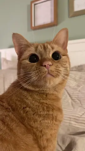 The cutest face 😭🥹 #catsoftiktok #fyp #foru #cat 