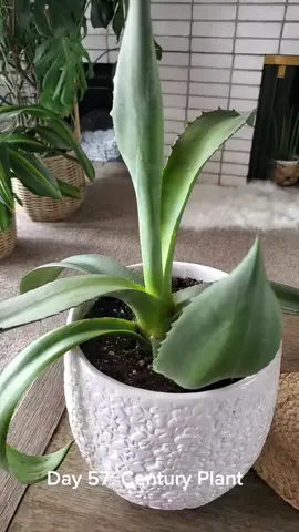 Day 57: Century Plant. Love this beauty! #plant #plants #100dayplantchallenge #plantsoftiktok #plantsofinstagram #PlantTok #planttiktok #centuryplant #plantsmakepeoplehappy #plantsmakemehappy #plantcollection 