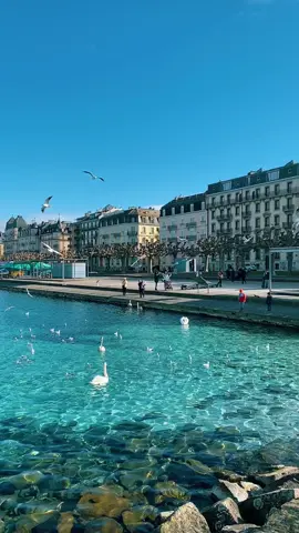 #swiss #genebra #lake #🐬🐟🦢🦢