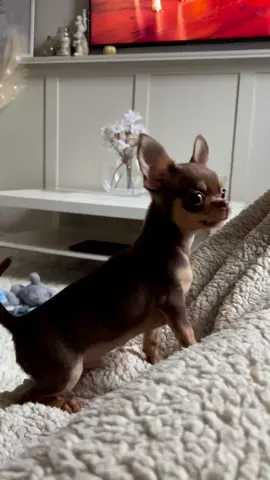 🤍🐾🐶😂When Tootsie discovered his bark😂🐶🐾🤍 #chihuahua #chihuahualove #chihuahualife #chihuahuafanatics #chihuahuaworld #chihuahuagram #chihuahuasofinstagram #chihuahuapuppy #wholetthepupsout #wholetthedogsout #chihuahuaoftheday #😍 #🥰 #😘 #😇 #😜 #🐶 #🐕 #🦮 #