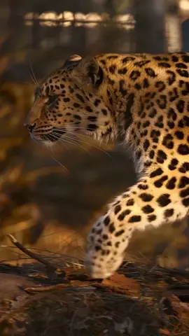 Slender build, distinctive rosettes, Amur Leopard is simply unique . . . . . . . . #amur #amurleopard #leopardlovers #leopards #wildlife #wildlifephotography #wildlifeplanet #wildlife_perfection #wildlifeonearth #wildlifeaddicts #wildlife_seekers 