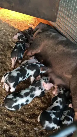 Black Spotted Piglets Suckling #pig #piglet #pigs 