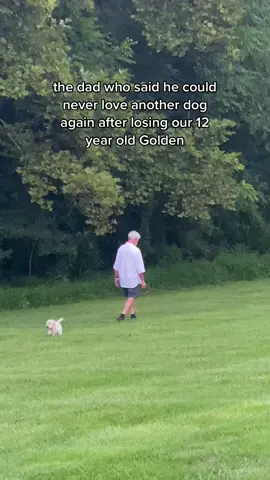 Open your heart again, it’s worth it ❤️ #petloss #petgrief #goldenretriever #goldenretrieverpuppy 