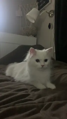 #kitty #whitecat #julietpaws 