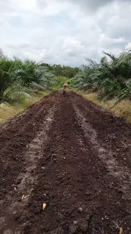 bismillah,,,,,,,, persiapan penaburan pupuk dasar untuk cabe rawit master disela sela tanaman sawit#petanisayur#petanimandiri#caberawitmaster#