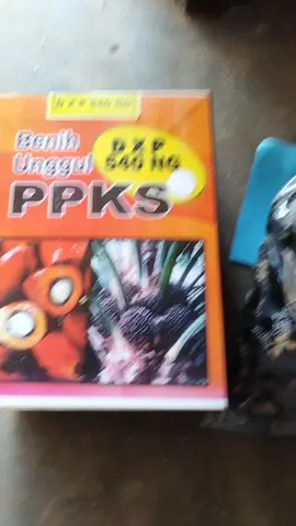 bibit kecambah sawit Ppks 540ng kualitas bagus #unggul #medan #sawit sukses buat petani pintar.