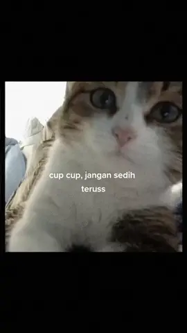 #fyp #fypシ #sadvibes #kucing #cry 