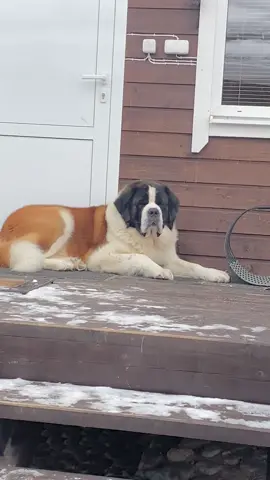 Не зайдешь, не выйдешь. Всех и все видит. Все успевает.😁😁😁#пушистыйвлог #нянька #охранник #большоймедведь #сенбернар 