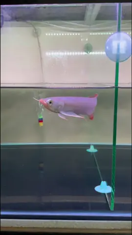 Baby Arowana Super Red 14/15cm #ikanarwana #arwanafish #arwanasuperred  #arwanasamarinda #arwanakalimantantimur #samarinda 