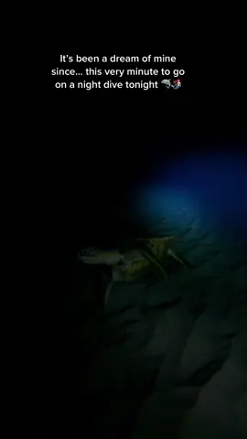 Sharks, eels, dark- dark ocean, & mermaids- yes please! #nightdive #comedivewithus #wildlife #fyp #dream 
