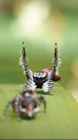This male peacock spider, (Maratus pinniger) dances for a five-legged Lady 💥 @flynn_prall #ausgeo#spiderlovers#arachnids#australianwildlife