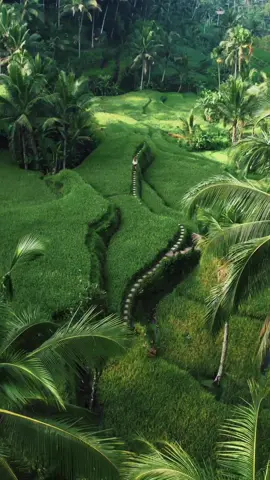 Rice fields of Bali 🌾 @lesmoonwalkers  #theuavnetwork #uav #drone #fyp #trending #bali #indonesia #tegallalang #ricefields #nature #cinematic #gopro #dji 