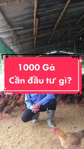 Thắc mắc của rất nhiều anh em ! Nay e lên video chi tiết nhất cho anh em về chi phí đầu tư để nuôi 1000 Gà#xuhuongtiktok 