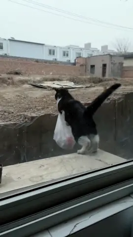 A video about a cat that stole my dog’s duck butt, lol 😂#foryou #fyp #PetsOfTikTok #cat #catsoftiktok 