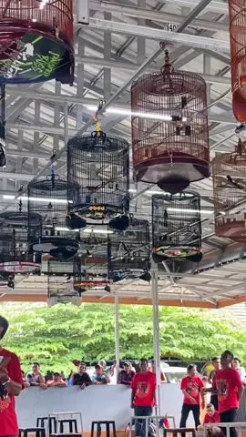 Kontes tanpa Odeng enak Kayanya #kicaumania #prioexcellent #ebodjaya #muraibatuindonesia #viral 