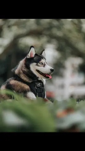 The goodest pets deserve the best photos! Here’s a photo tip on how to improve your pet pictures! #photography #mobilephotography #viral #learningisfun 