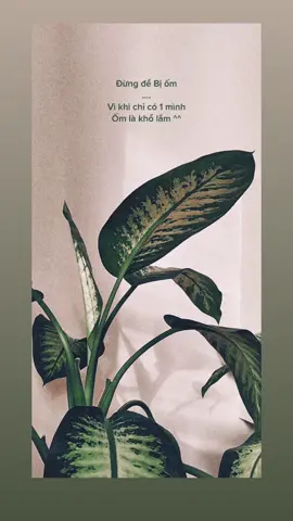 #maiseokthoi #colenneokun