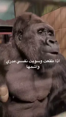 هههههههههه