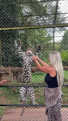 Если будете в Pinnawala, обязательно зайдите в Pinnawala Zoo. Нам повезло покормить леопарда😍 #шриланка #pinnawalazoo #pinnawalaelephant 