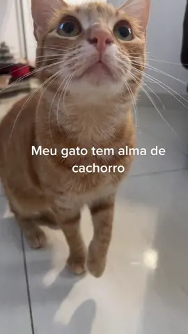 🐯 #cats #catsoftiktok 