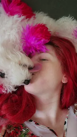Good Morning lovins from the fluffy butts is the best. #bichonfrise #dogtok #puppy #furbaby #goodmorning 