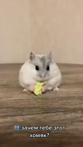 #hamster 