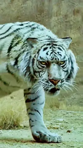 Biggest & Dangerous Tiger / lion 🐅 🐯 Watch more videos for status👇👇 https://youtube.com/@usmanianimalworld Mera mola haider haider... #viral #youtubeshorts #shorts #short #usmanitalks #usamausmani #animalvideos #sherekhuda #reel #reels #tiger #lion #sher #meramolahaider #haiderhaider #sherekhudavideo #meramolaali #meramolahaider