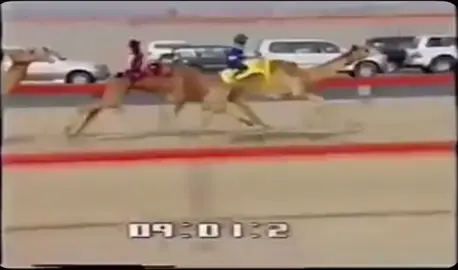 #هجن #ركاب #الهباب #المرموم🐪🔥🌪 #اكسبلور #هجن_الاصايل #ركوب