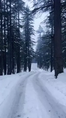 Kalam forest tourist point #plese_tiktok_for_you #foryourpage #viralditiktok #viraltiktok #fypシ #varal_tik_tok_video #100k #swatvalley #100klike @خدیجہ چترال 🚩❣️🇦🇫 @ASIM_ACCOUNTANTS @AQSII🏔🏔 @Rodolfo Lara @ferdzkyl 