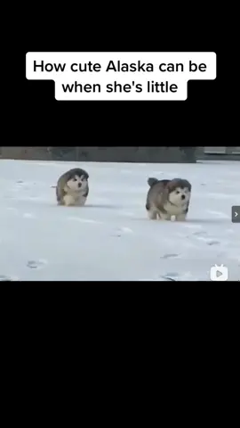 How cute Alaska can be when she's little#cute #cure #dogs #alaska 