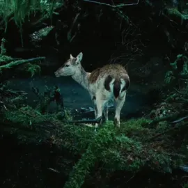 Forks #twilight #twilightaesthetic #twilightsaga #twilightedit #forks #forkswashington #edit #movie 