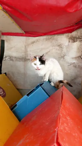 🇹🇷