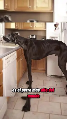Zeus , el perro más alto del mundo #mundocurioso #curiosoalien #increibleperocierto #perros #perrotiktoker #animalesfantasticos #recorddelmundo #masalto 