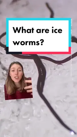 Glaciers are filled with… ice worms? These mysterious creatures are currently puzzling scientists. #worms #iceworms #glacier #Science #mystery
