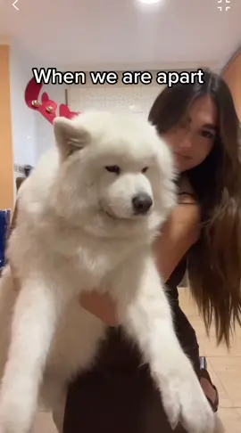 Can’t wait to see my princess again 🥺❤️ #fyp #foryou #dogsoftiktok #samoyed #samoyedsoftiktok #viral 