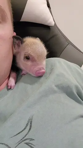 Tammy the little runt piglet says Hi. #pigsoftiktok #piglet #minipig