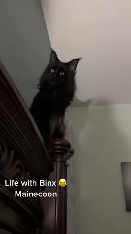 Binx shenanigans😍 #fypシ #blackcatsoftiktok #blackcat #catlovers #cat #mainecoon #mainecoonsoftiktok #mainecooncat  