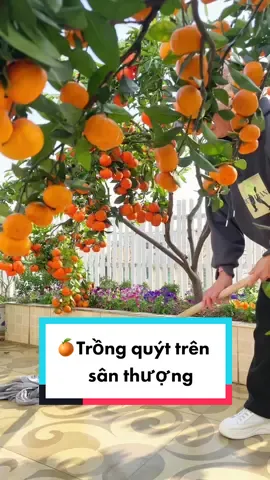 Trả lời @maihuuthanh4927 🍊Trồng quýt trên sân thượng  #ZendoGarden #xuhuong  #rausach  #nongsansach #vuonsanthuong #lamvuon  #raucuqua #trongrau  #thichtrongcay #garden #rau #vuon #quýt 