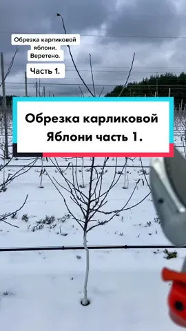 Обрезка карликовой яблони. Ролик будет разбит на 5 частей по 1 минуте. Приятного просмотра. #сад #обрезкасада #яблоня #обрезка #обрезкадеревьев #обрезкаяблони 