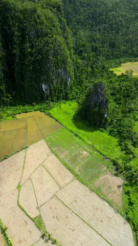 🌴 Rice Fields between the mountains ⛰️ 🔝 On the road between Puerto Princesa & Sabang ❤️ Drone : @Dji Mini 3 Pro  Edit : @CapCut & @lightroom  📍Cleopatra’s Needle #ricefields #palawan #madewithlightroom #discoverphilippines #travelinphilippines 