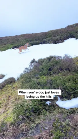 Bruno just loves being out! #Hiking #dogsofttiktok #Scotland #cairngorms 