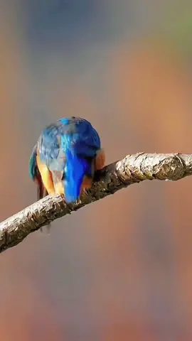 Fish catching master—little kingfisher  #wildlife #Funny  #foryou #fpy #animals #birds