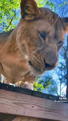 Did y’all know that big cats loaf too? 😯👇@safarisammie #Worldstar #Cat #fyp  